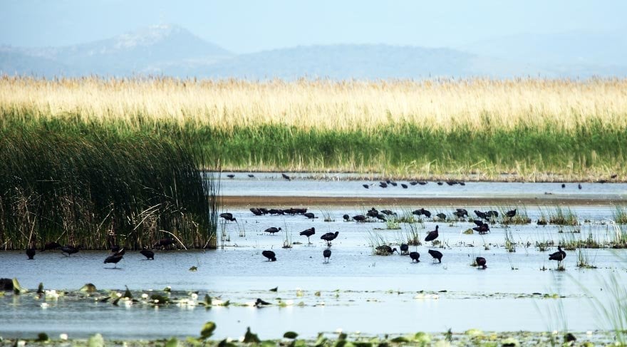 Trakya'nın kuş cenneti: Gala Gölü Milli Parkı
