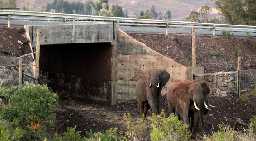 Kenya'da filler için alt geçit