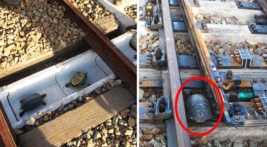 Japonya'daki kaplumbağa tüneli