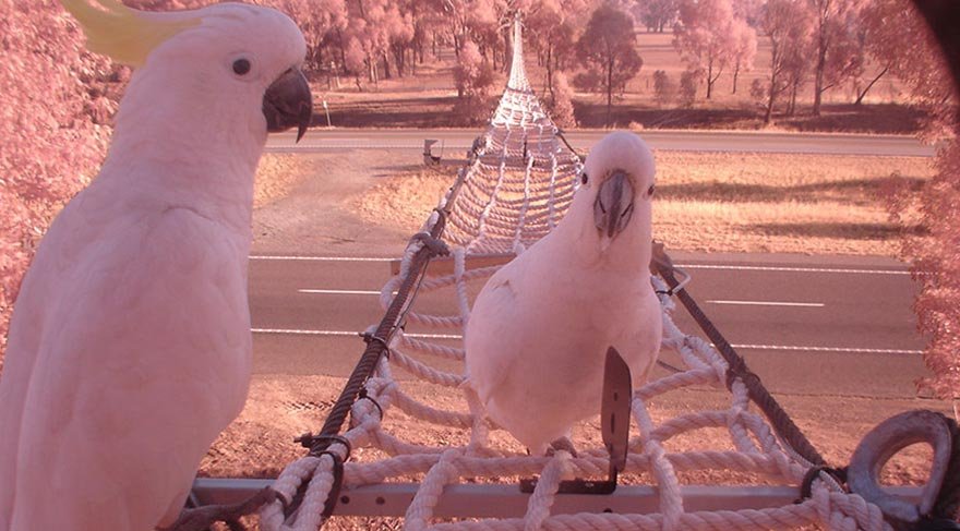 Victoria'da kuşlar için ip köprü