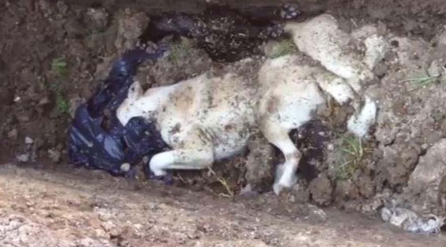 canli-canli-gomduler-880-2