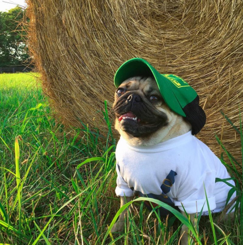 itsdougthepug