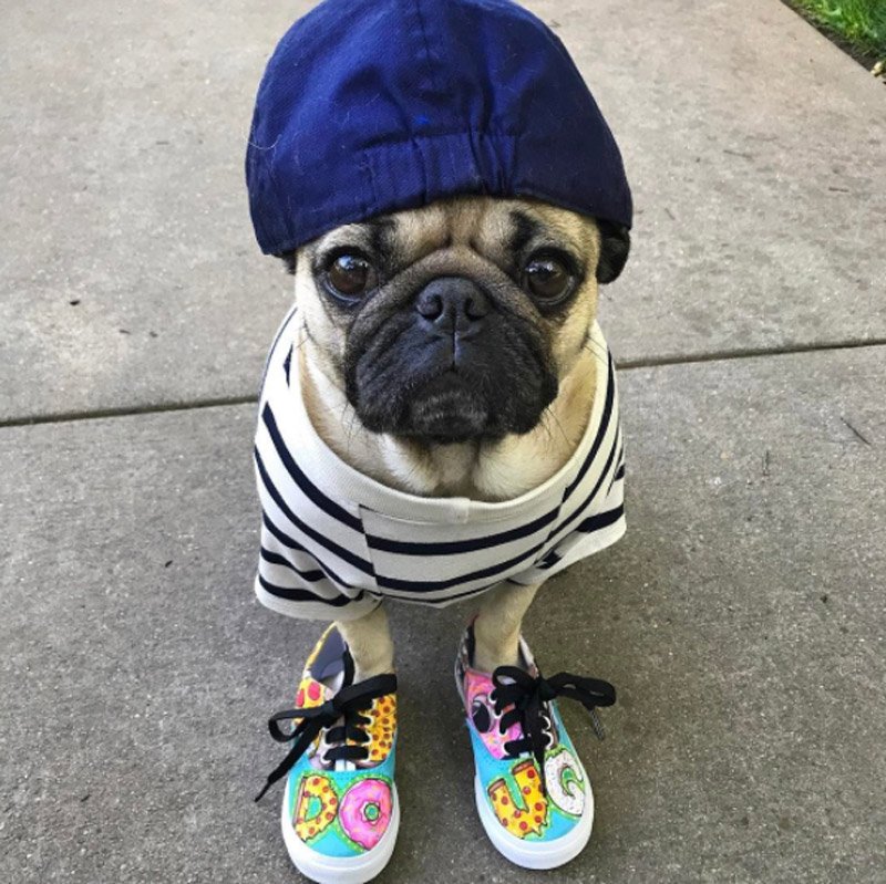 itsdougthepug1