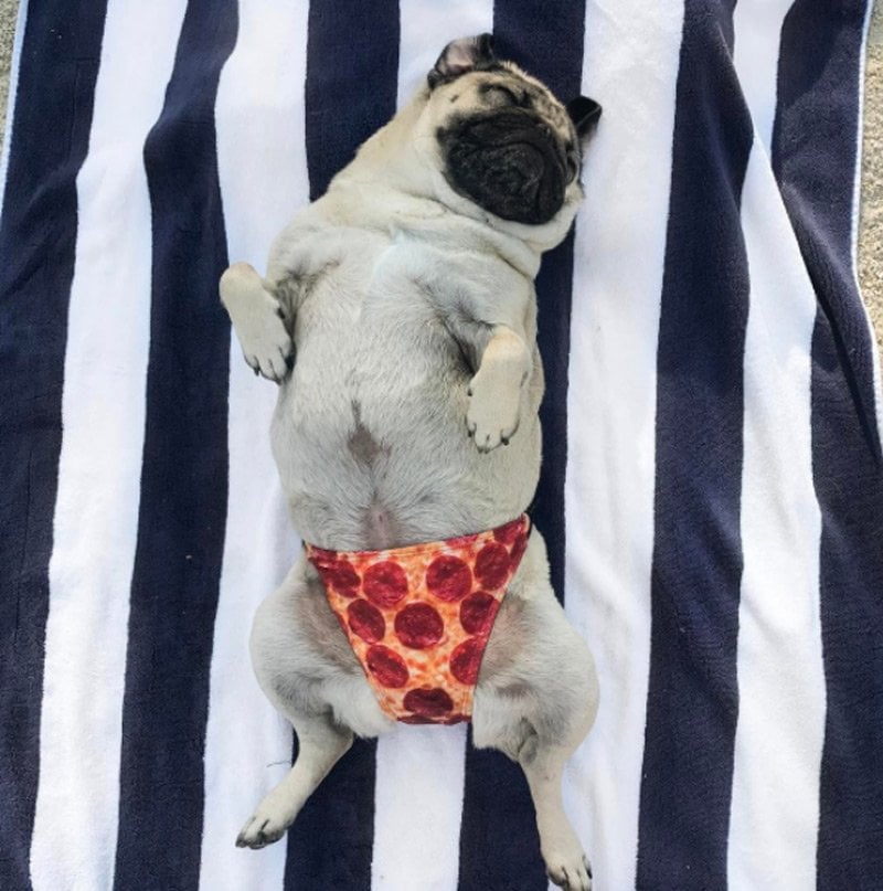 itsdougthepug3