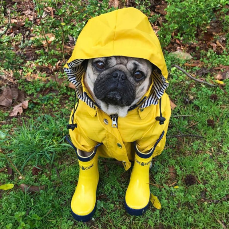 itsdougthepug4
