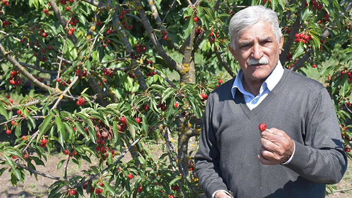 Kirazlı'da artık kiraz üretimi bitiyor