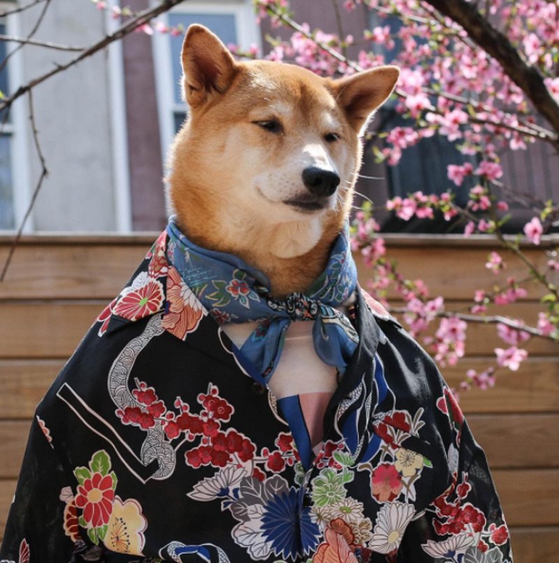 mensweardog