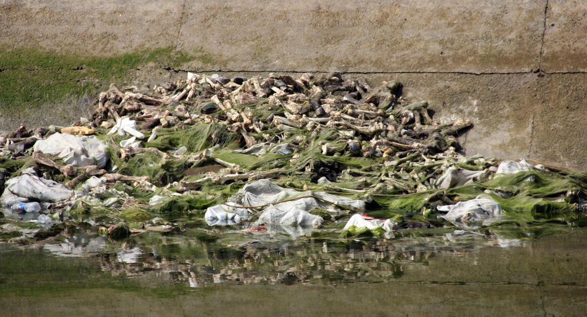 adana-at-esek-kemikleri-2