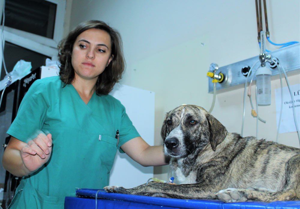 bursali-hayvansever-2