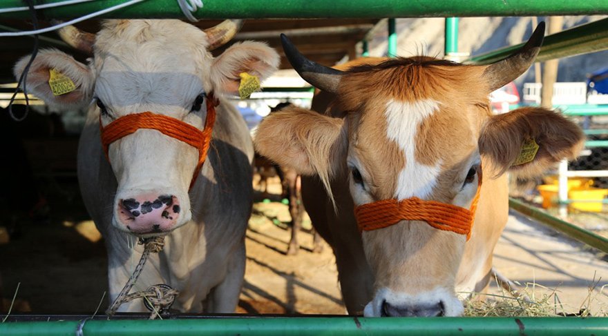 Kurbanlıklar için kaç para ödenecek?