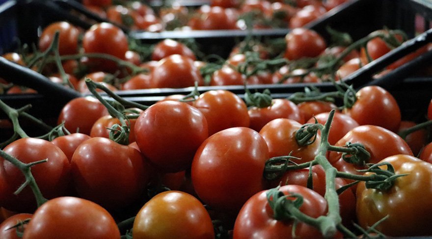 Rusya'ya domates ihracatında flaş gelişme
