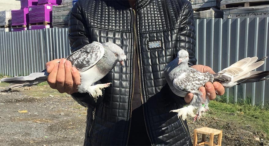 Göğüs kafesi fosforlu ayakları paçalı olan kuşlara Arkatepe deniyor. Arkatepe güvercinlerin fiyatı 7 bin TL'ye kadar çıkıyor.
