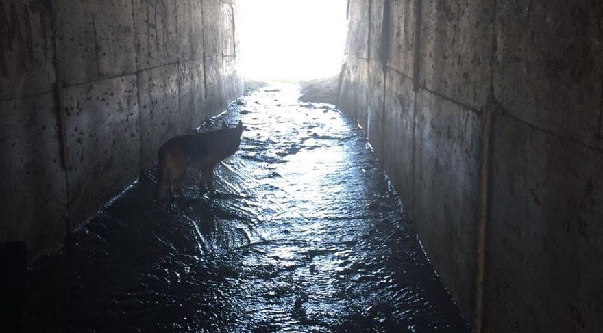 Araştırmaya göre, köpek sahibi olmak kalp rahatsızlığı riskini yüzde 36 azaltırken, köpek besleyen insanlarda kalp rahatsızlığı sebepli ölümlerin yüzde 15 daha az gerçekleştiği gözlemlendi.