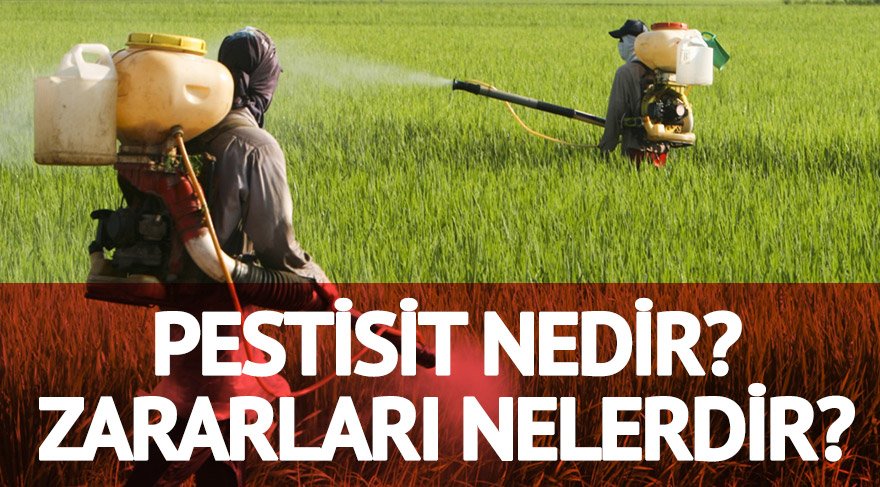 İlaçlarda kullanılan Pestisit nedir? Pestisit'in zararları, etkileri ve türleri