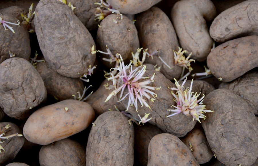 shutterstock_696109540-custom