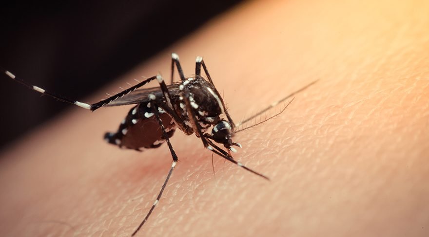 Aedes sivrisineği nasıl görünüyor? Zika virüsü nedir? Zika virüsü belirtileri nelerdir, nasıl bulaşır?