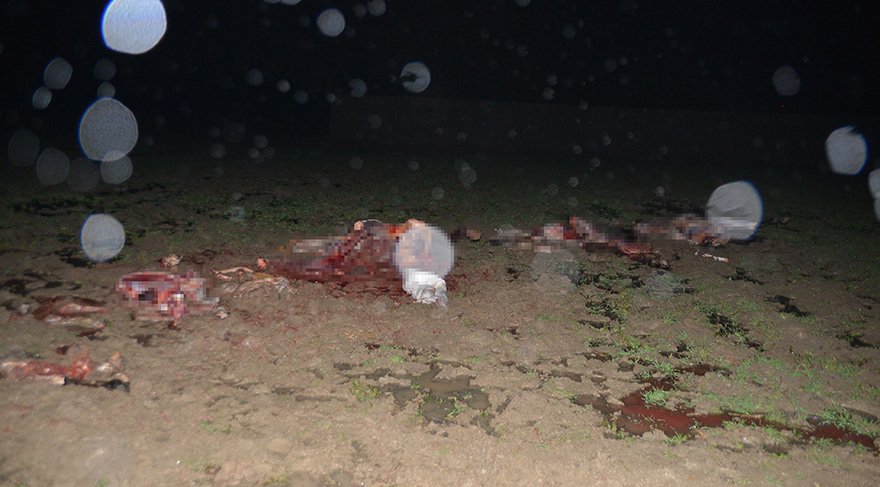 Foto: DHA / Polislerin geldiğini gören şüpheliler kestikleri atlara ait etleri bırakıp kaçtı