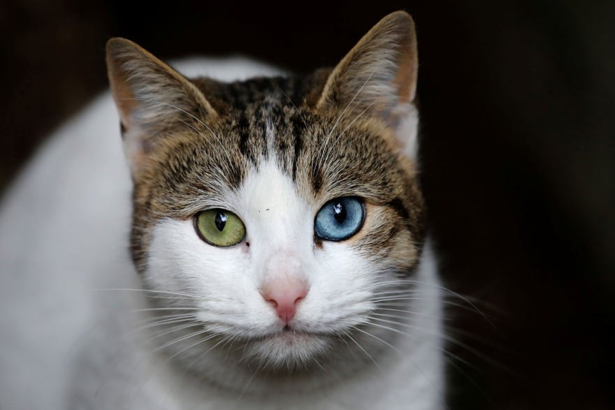 SOKAK KEDİLERİNİN TEDAVİSİNİ HALK YAPTIRIYOR Haberde halkın kedileri ne pahasına olursa olsun tedavi ettirdiği belirtildi. Kedilerin kliniklerde iyileştirildiği kaydedildi. 