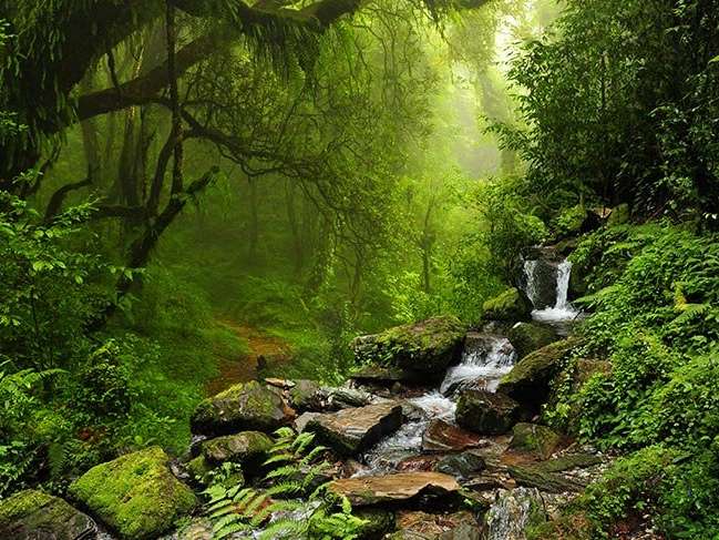Amazon Yağmur Ormanlarının Gizli Sahipleri