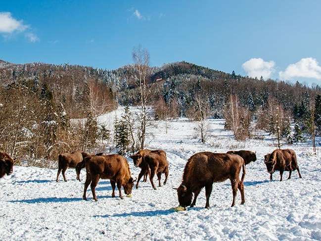 Avrupa bizonlarının nesli tehlike altında