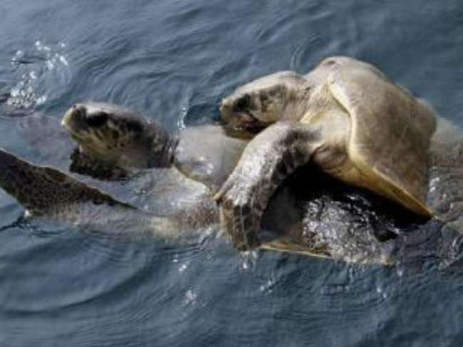Erkek deniz kaplumbağalarının nüfusu tehlikede