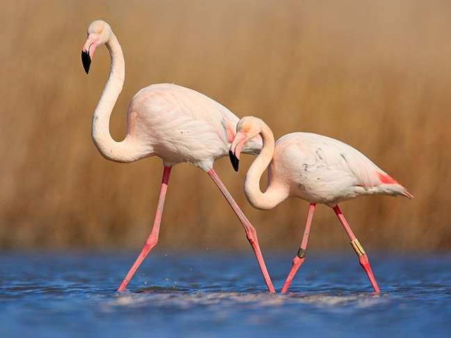 Flamingoların dansına yolculuk