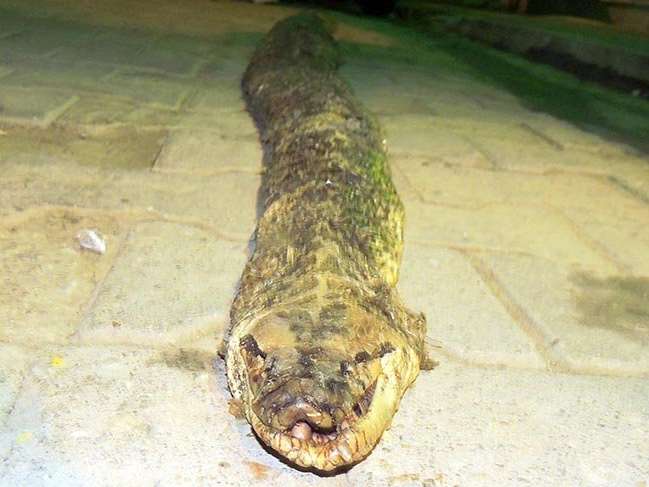 Şarköy'de 3 metre 20 santimlik yılan ölüsü bulundu