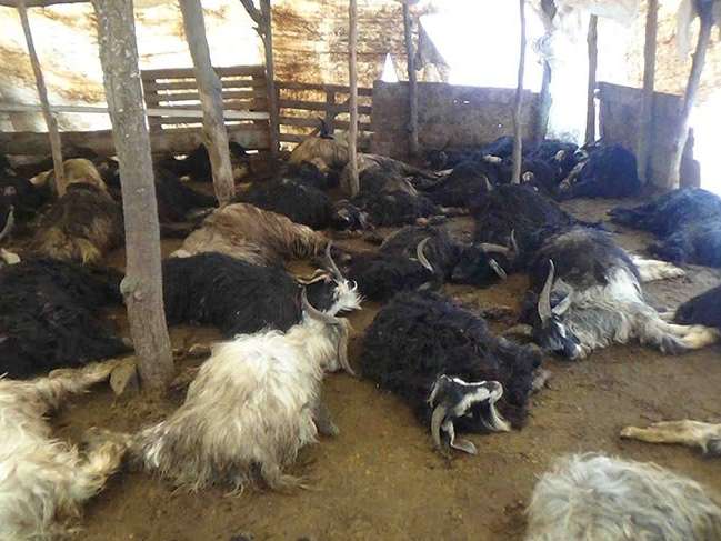  Ahıra saldıran kurtlar 49 keçiyi parçaladı