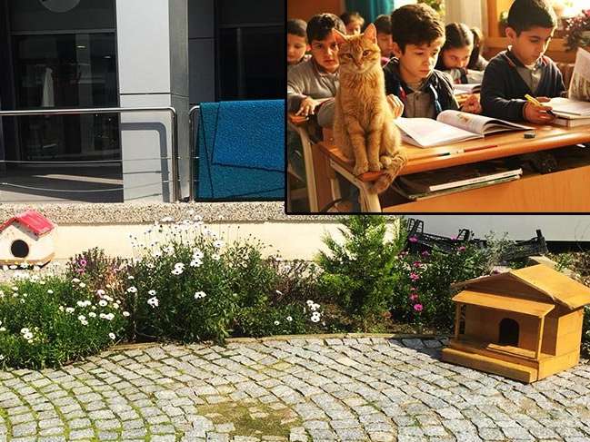 Tombi'yi sınıfa döndüren müdür bahçede de kedi besliyor