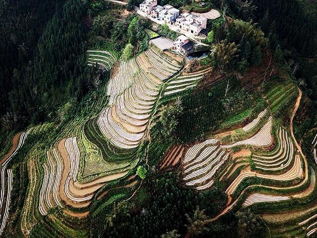 Çin'in 3500 yıllık çeltik tarlaları