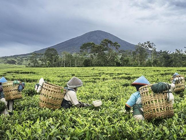 Endonezya'nın çay bahçeleri doğal güzellikleriyle büyülüyor