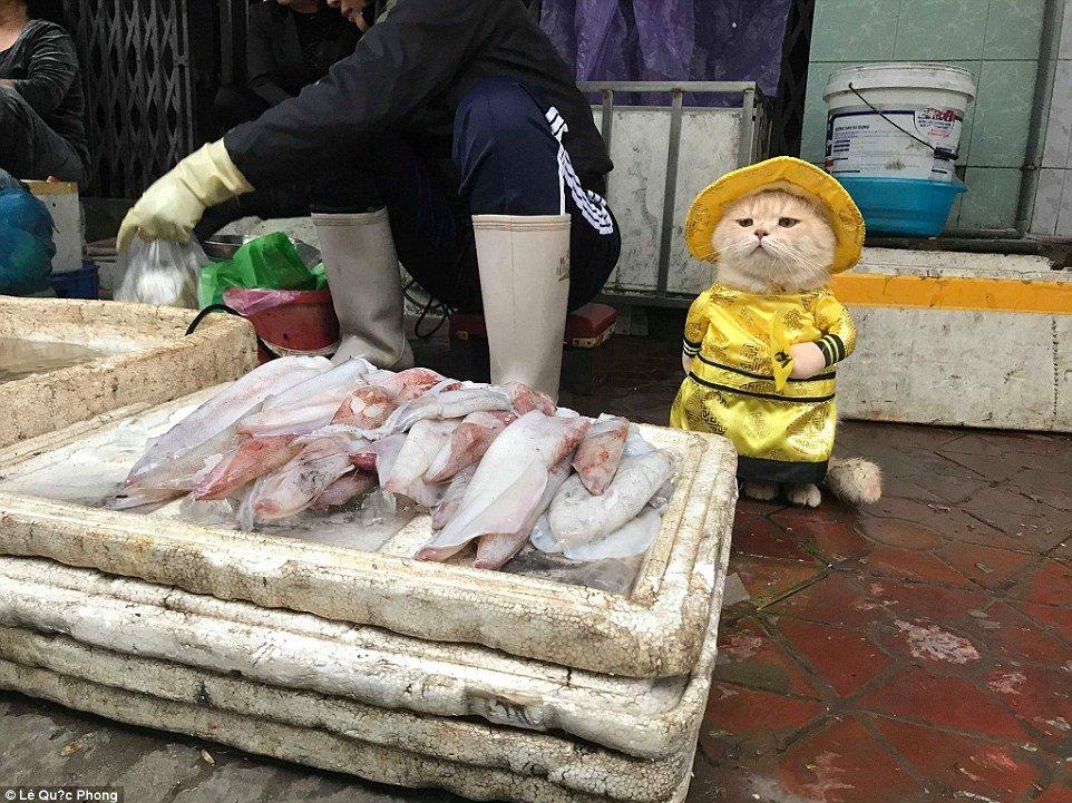 Sosyal medyanın yeni fenomeni balıkçı kedi