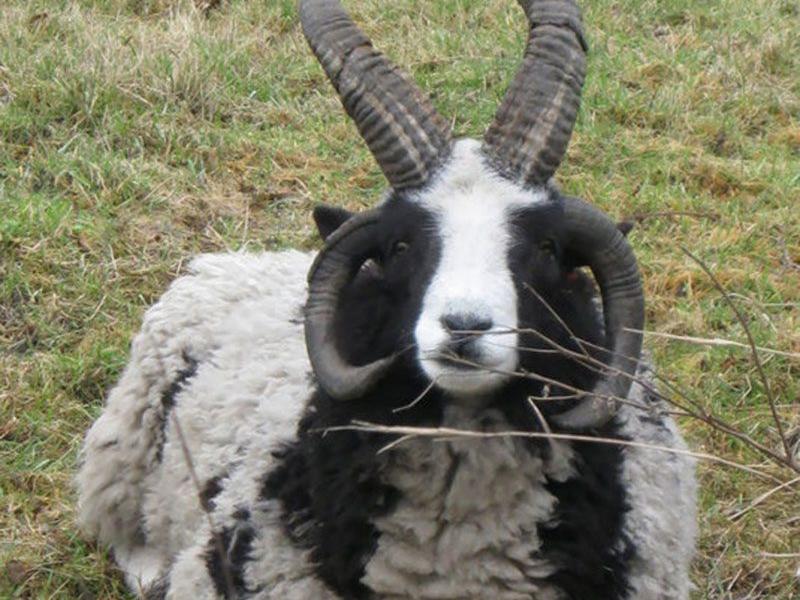 Koyun ve keçilere tecavüzden tutuklandı