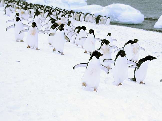 Antarktika'da 1.5 milyon Adelie pengueninden oluşan dev koloni keşfedildi
