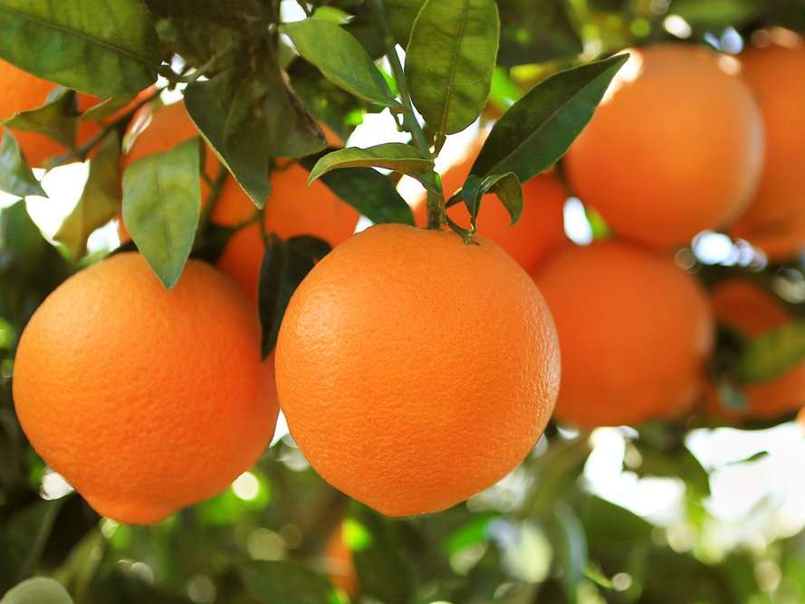 Portakal kabuğu yumağının faydaları