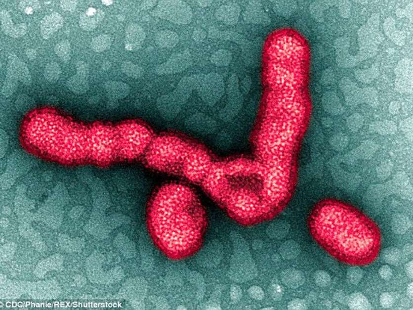 Bu grip salgını 300 milyon kişiyi öldürebilir