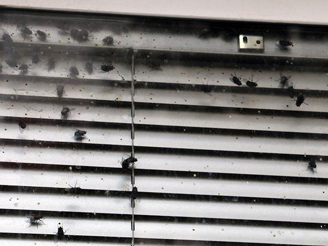 Antalya polisinin sinek alarmı