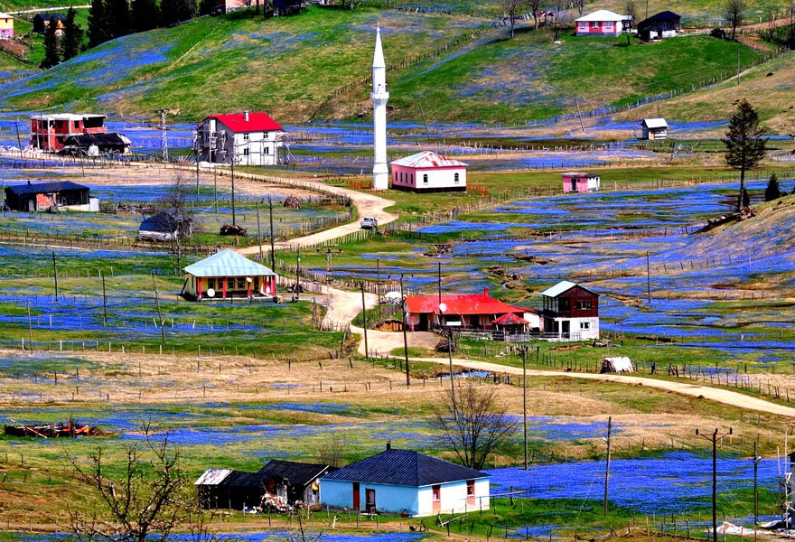 trabzon-tonya-kadirak-yayla-mor-yayla-foto-dha-11
