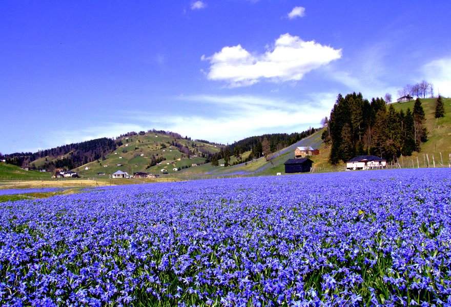 trabzon-tonya-kadirak-yayla-mor-yayla-foto-dha-2
