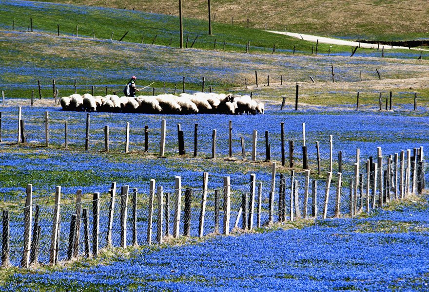 trabzon-tonya-kadirak-yayla-mor-yayla-foto-dha-3