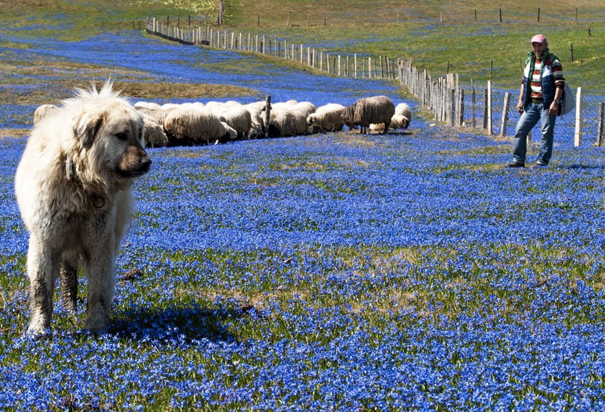 trabzon-tonya-kadirak-yayla-mor-yayla-foto-dha-4