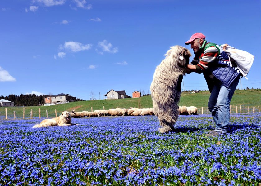 trabzon-tonya-kadirak-yayla-mor-yayla-foto-dha-5