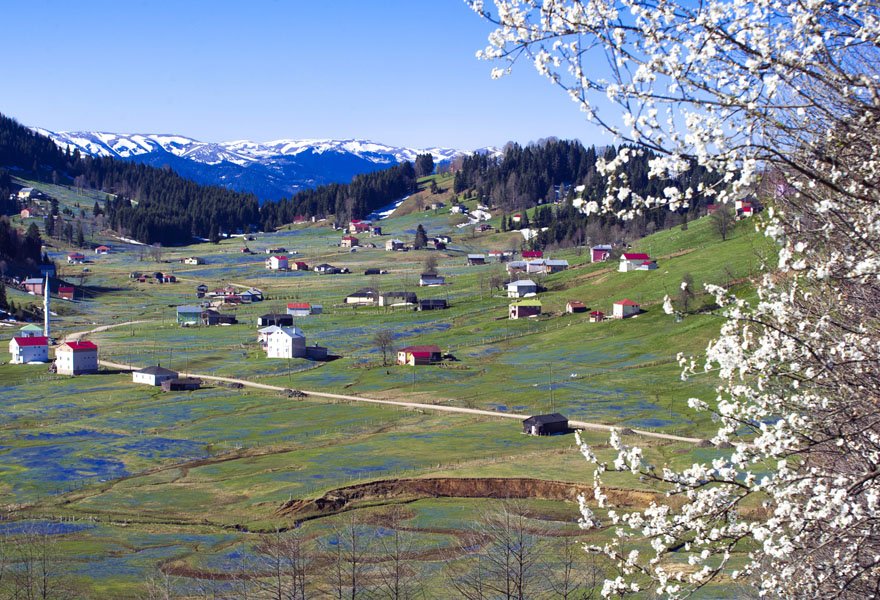 trabzon-tonya-kadirak-yayla-mor-yayla-foto-dha-6