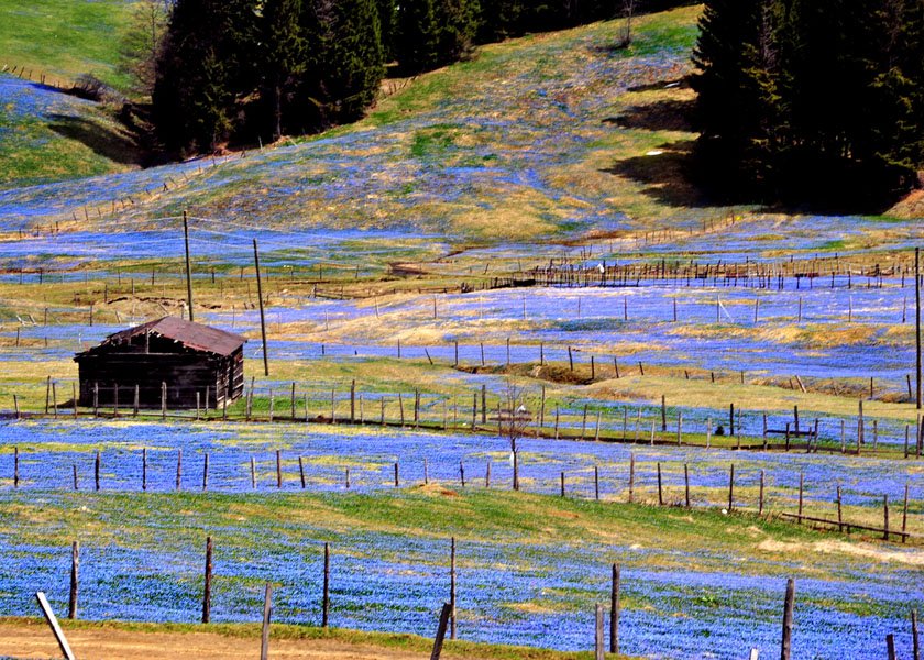 trabzon-tonya-kadirak-yayla-mor-yayla-foto-dha-8