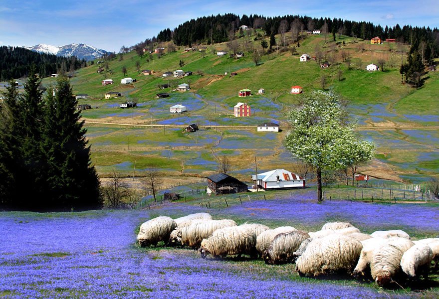 trabzon-tonya-kadirak-yayla-mor-yayla-foto-dha-9