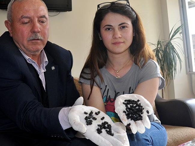 Bursa'da ceviz bahçesinde görülen 'bilinmedik' böceklerin türü belirlendi