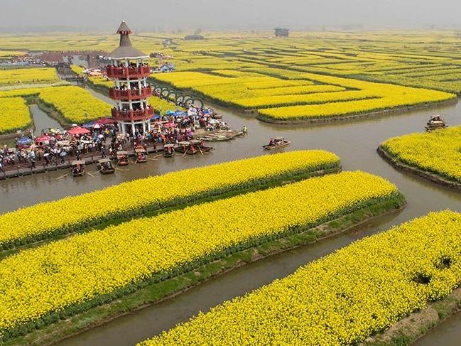 Çin'i sarıya boyayan çiçekler