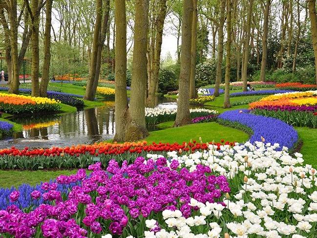 Dünyanın en büyük çiçek bahçesi Keukenhof