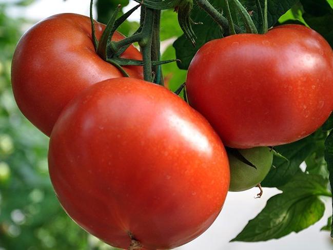 Rusya'ya domates ihracatında flaş gelişme!