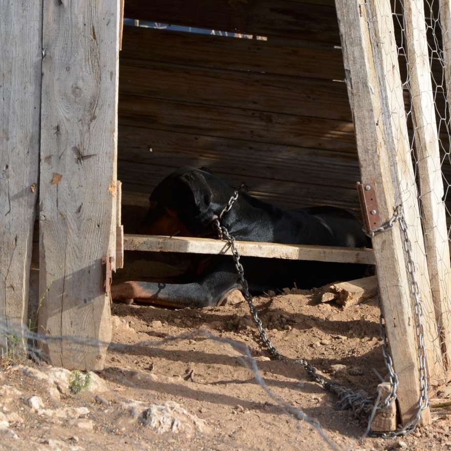 adana-fuhus-foto-dha-2